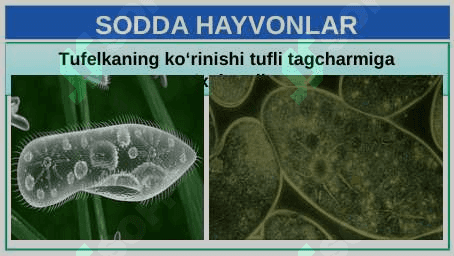 UMURTQASIZ HAYVONLAR 7