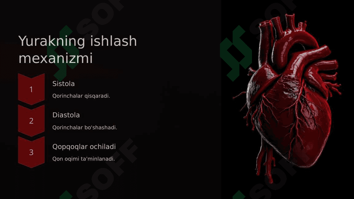 Qon aylanishi tizimi 6