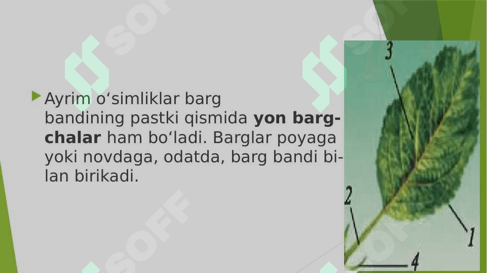 Barg slayd 3