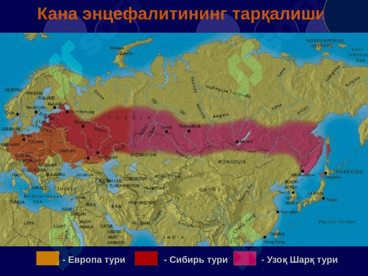 Кана энцефалити 5