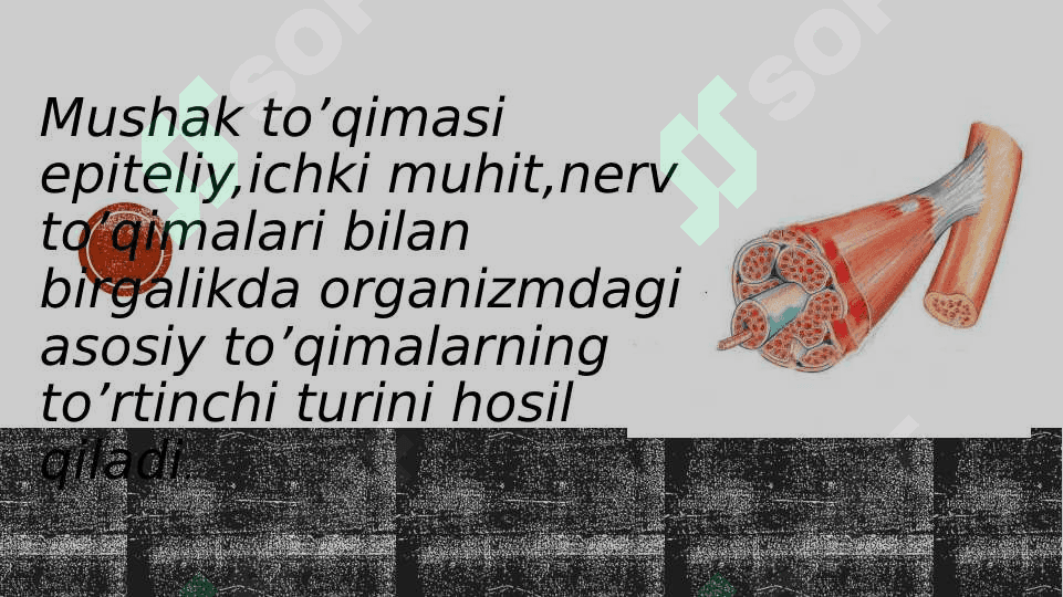 Mushak to‘qimasi 3