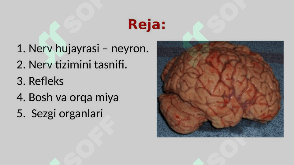 Nerv tizimi va Sezgi organlari 2