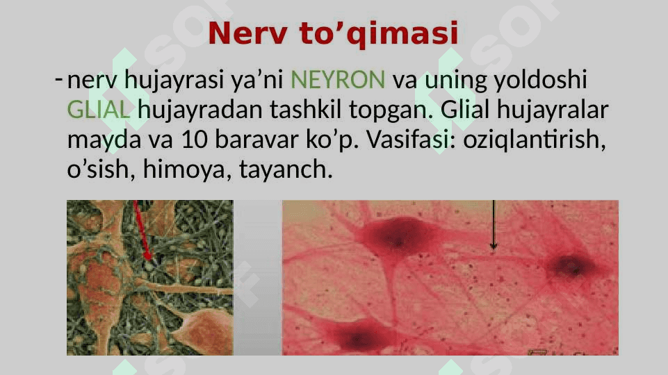 Nerv tizimi va Sezgi organlari 3