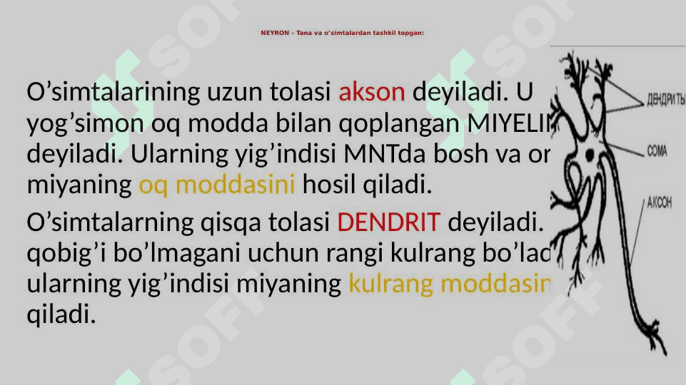 Nerv tizimi va Sezgi organlari 4