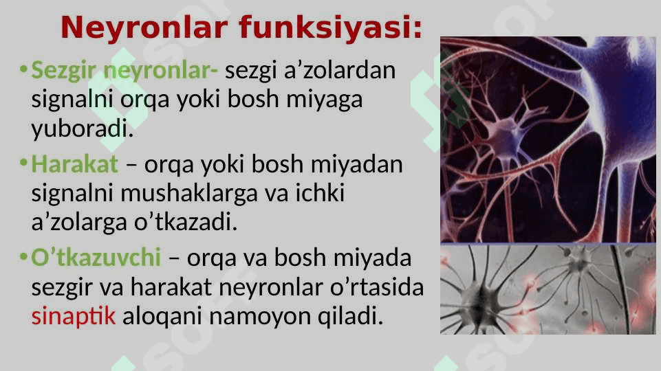 Nerv tizimi va Sezgi organlari 5
