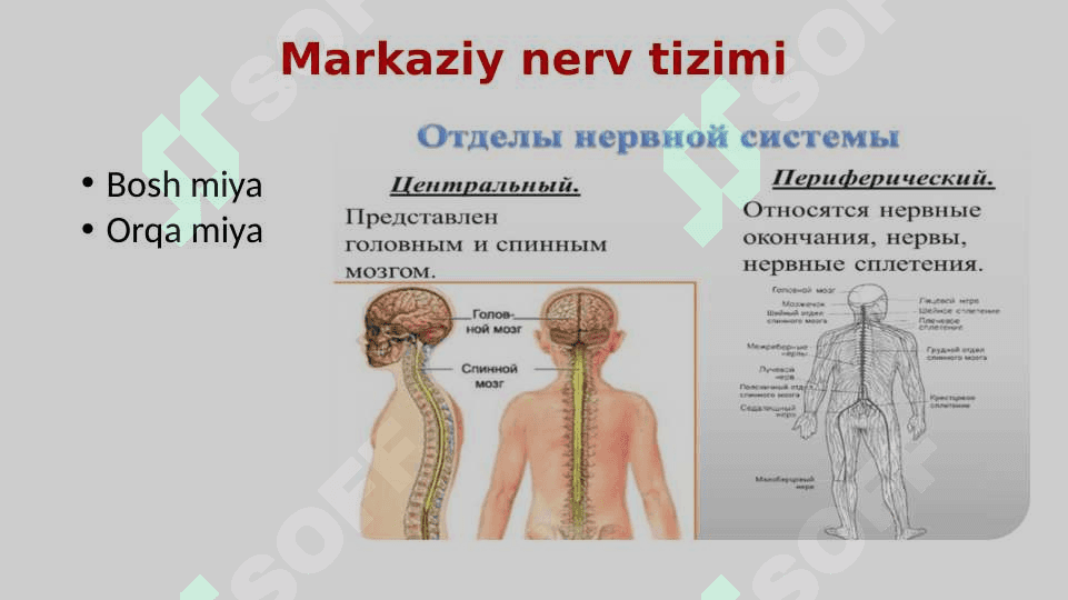 Nerv tizimi va Sezgi organlari 7
