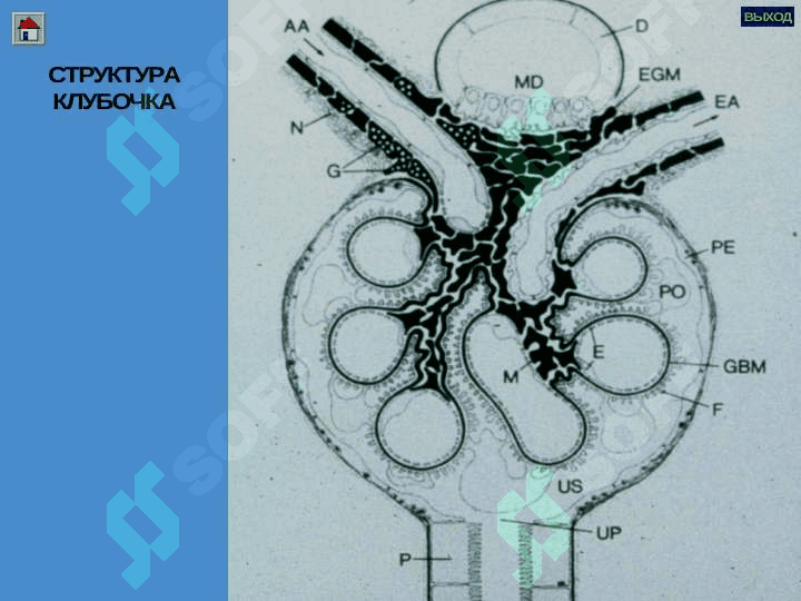 Glomerulonefritlar va Pielonefritlar 4
