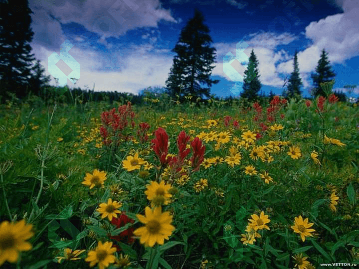 Anvar Obidjon “Bekinmachoq” she`ri 2