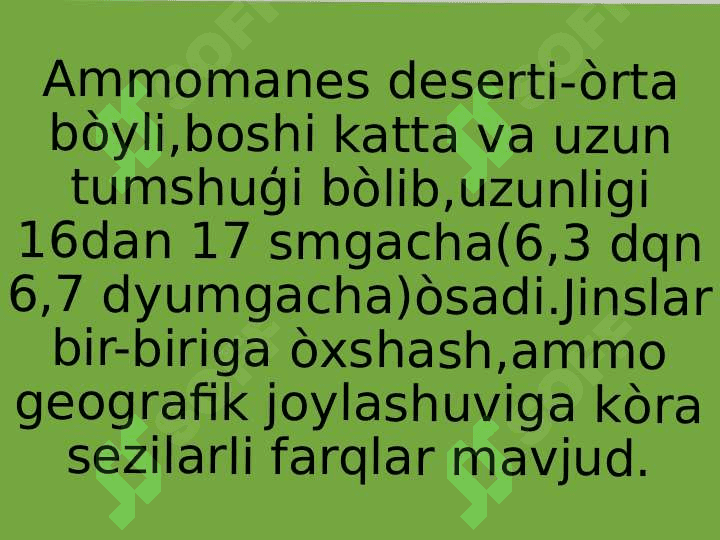 zooloiya; chumchuqsimonlar pptx 7