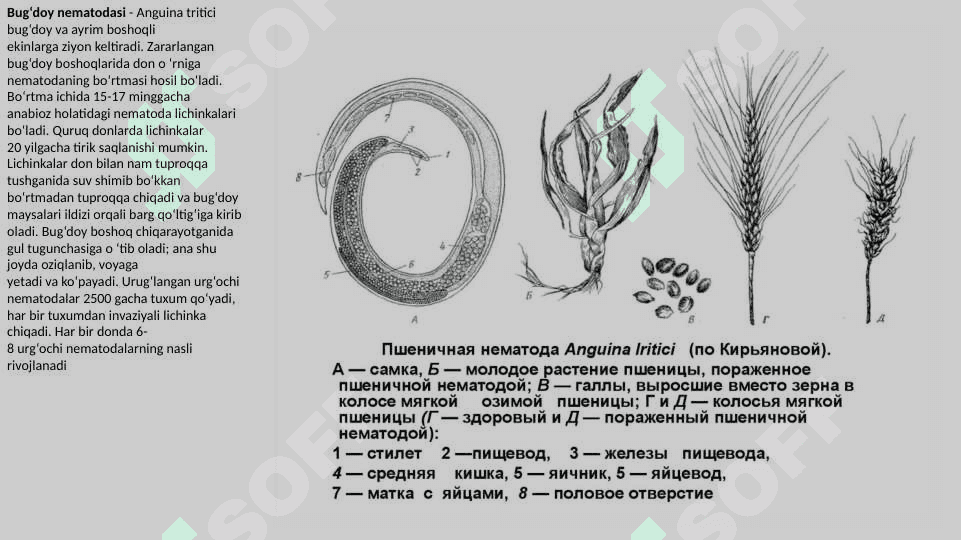 nematodalar turlari  pptx 5