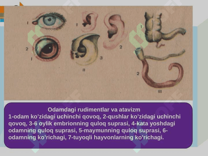 Odam evolyutsiyasi 7