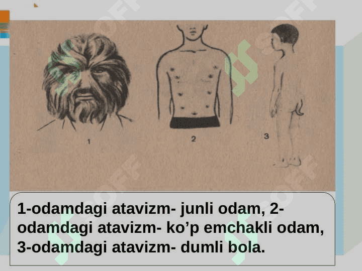 Odam evolyutsiyasi 8