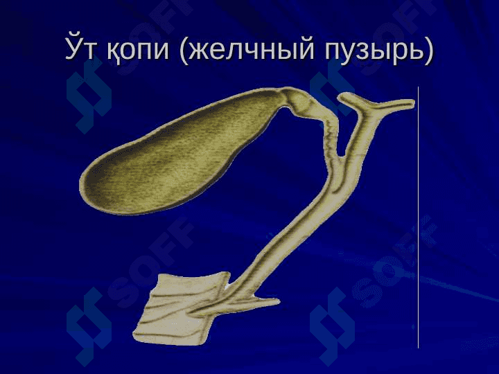 Virusli gepatitlar 5