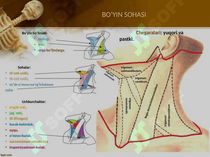 Boʻyin sohasi klinik anatomiyasi 4