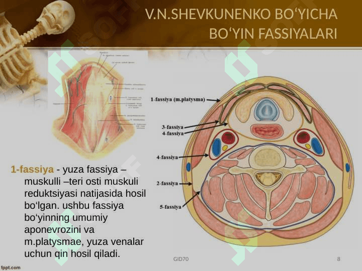 Boʻyin sohasi klinik anatomiyasi 8