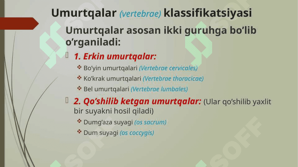 UMURTQALAR ANATOMIYASI 2