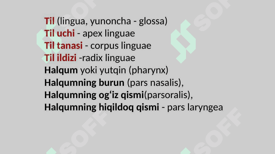Ovqat hazm qilish a’zolari 4