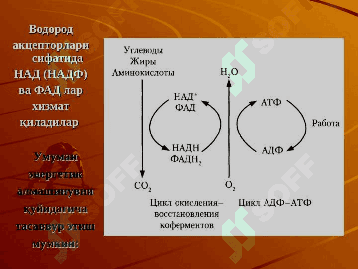 БИОЛОГИК ОКСИДЛАНИШ 6