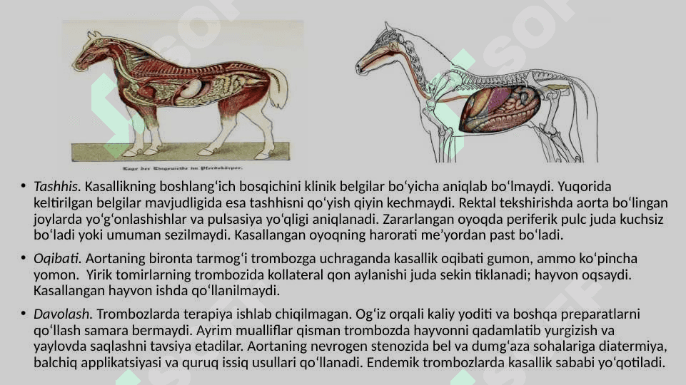 XIZMAT XAYVONLARINING YURAK – QON TOMIR  VA ASAB TIZIMI PATOLOGIYASI 8
