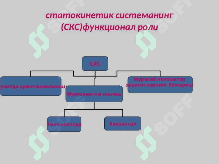 Вестибуляр  анализатор 5