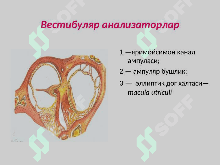 Вестибуляр  анализатор 8