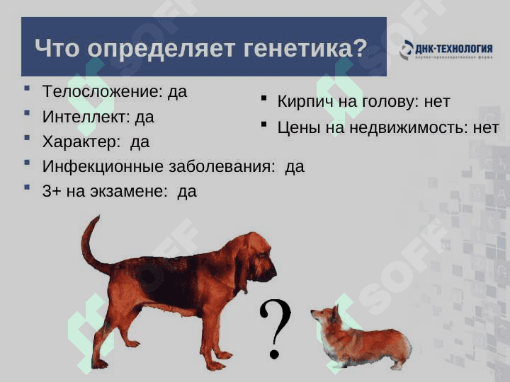 Обыкновенное чудо генетики 5