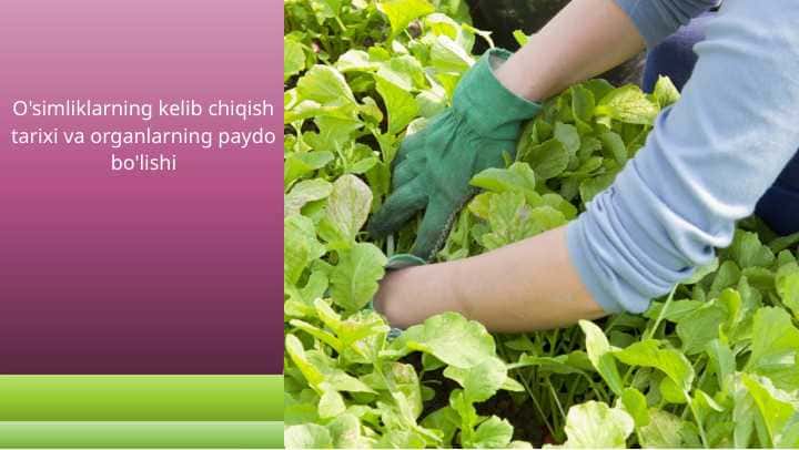 O'simliklarning kelib chiqish tarixi va organlarning paydo bo'lishi