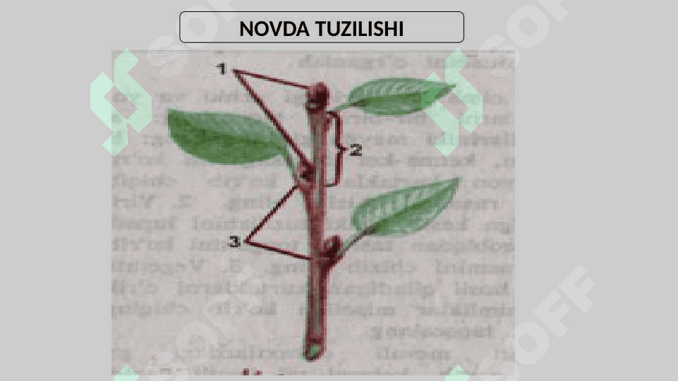 POYANING ICHKI TUZILISHI 2