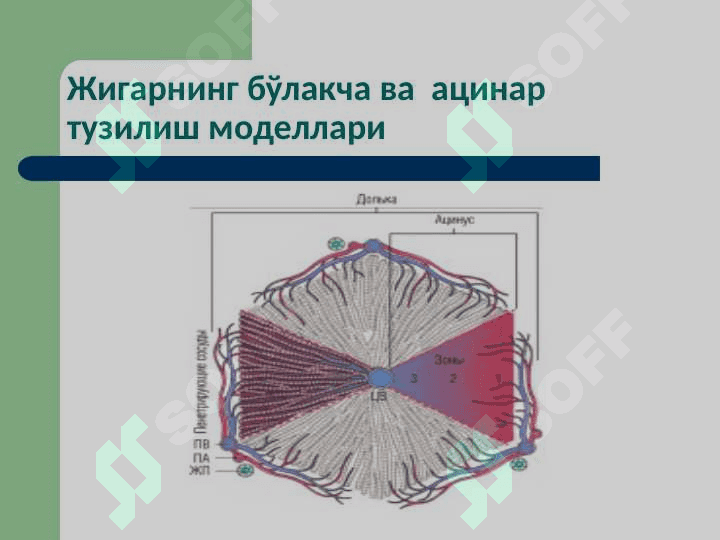 Жигар патофизиологияси 3