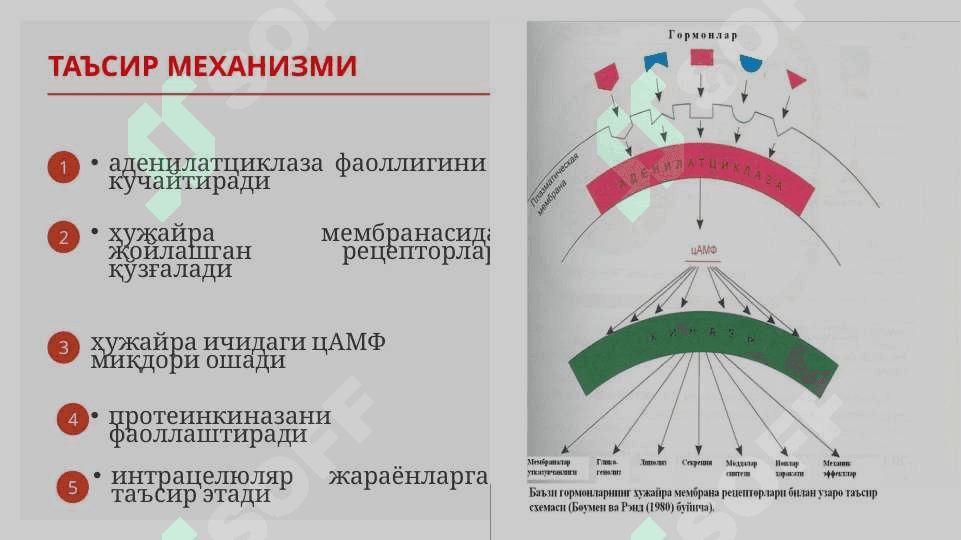 Моддалар алмашинувига таъсир этувчи моддалар 5