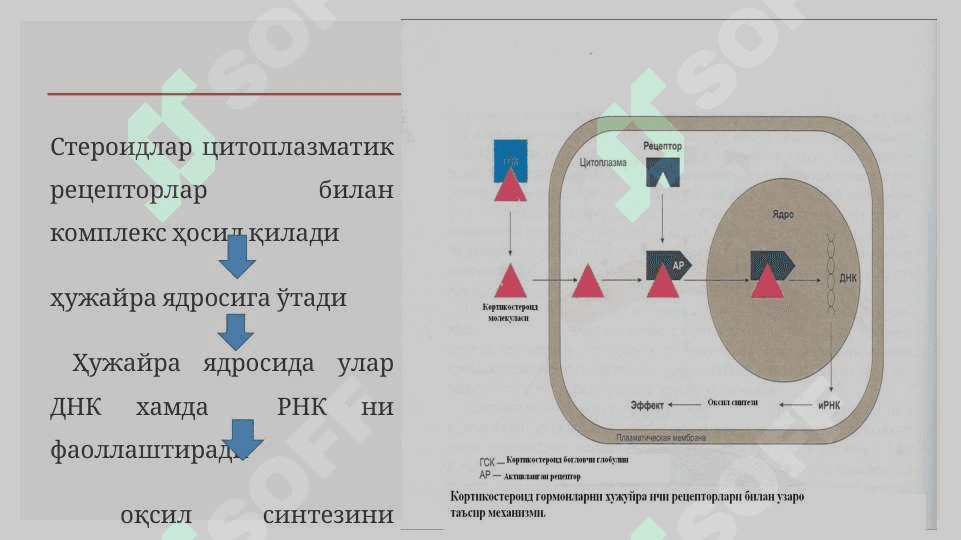 Моддалар алмашинувига таъсир этувчи моддалар 6