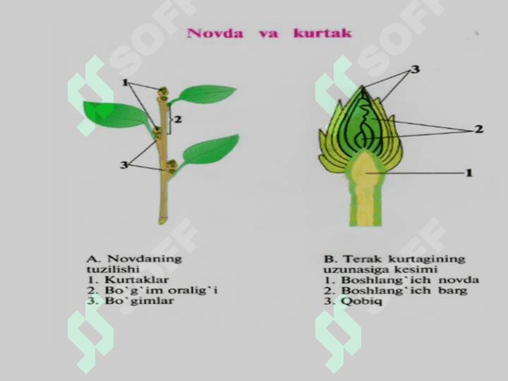 BARGNING MORFOLOGIK  VA ANATOMIK TUZILISHI 3