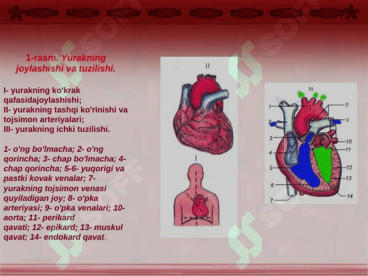 Qon  aylanish  sistemasi 3