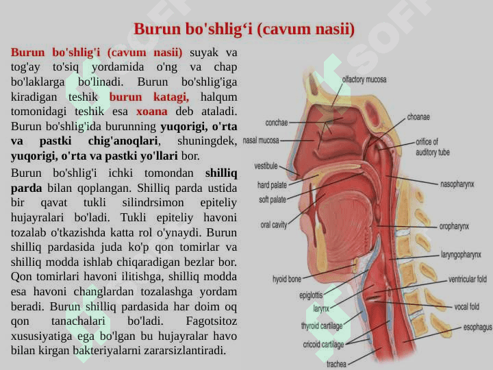 Nafas olish a’zolar tizimi 3