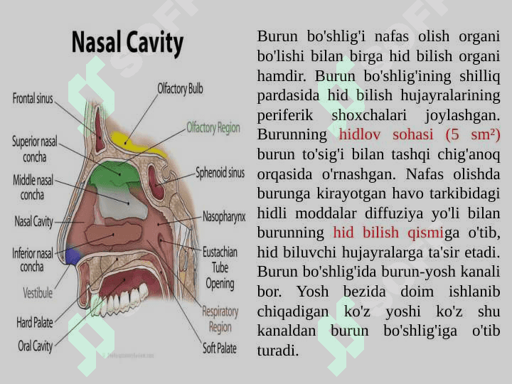 Nafas olish a’zolar tizimi 4