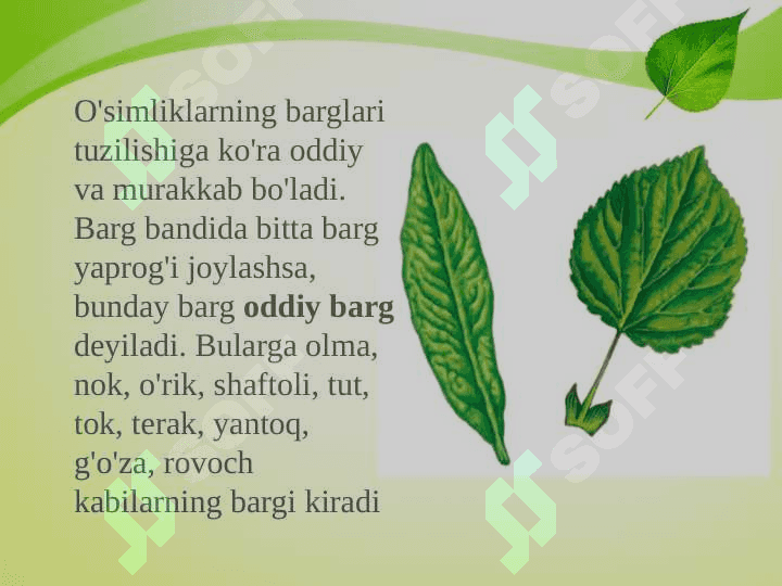 Oddiy va murakkab barglar. 4