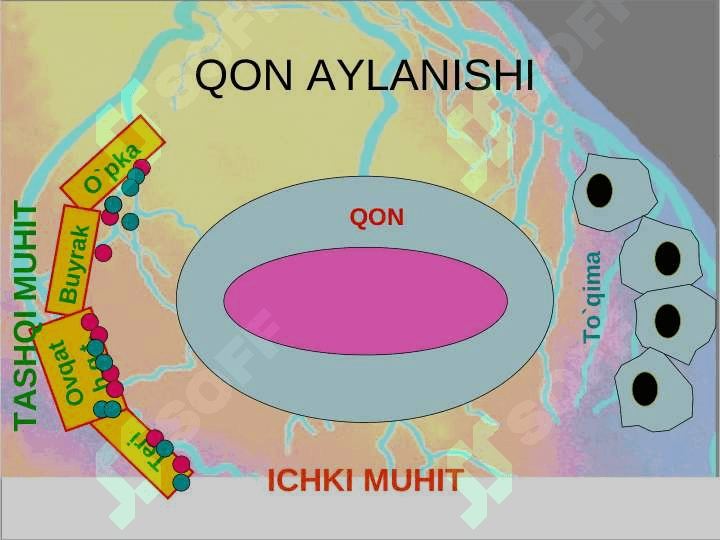 GEMODINAMIKA 3