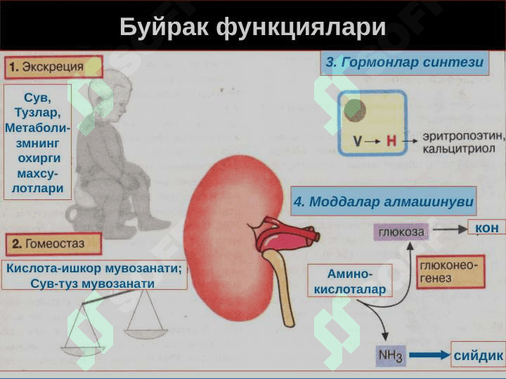 Буйрак патофизиологияси 3