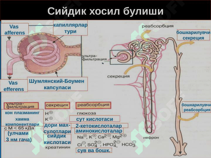 Буйрак патофизиологияси 4