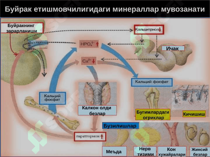 Буйрак патофизиологияси 5