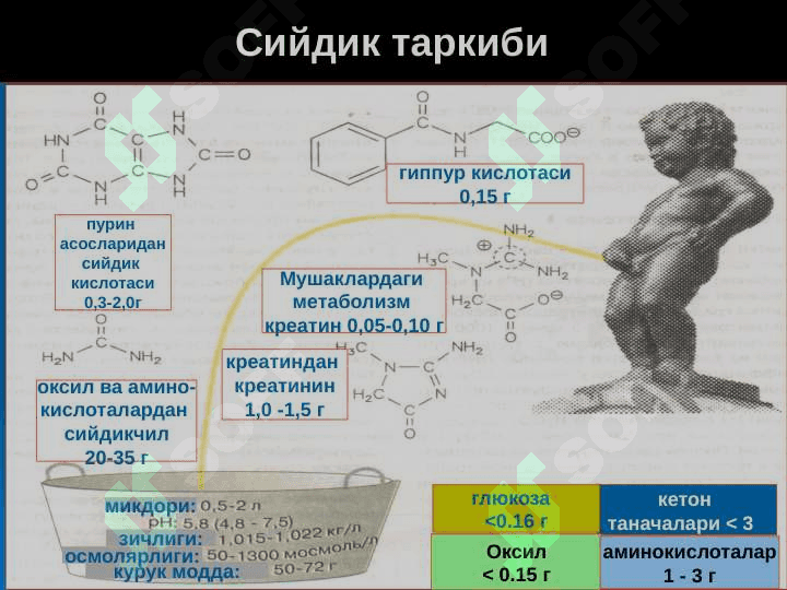 Буйрак патофизиологияси 6