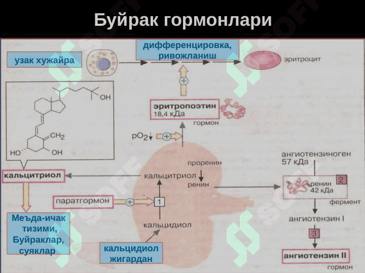 Буйрак патофизиологияси 8