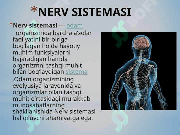 Nerv sistemasi ivolutsiyasi va ontogenezi 3