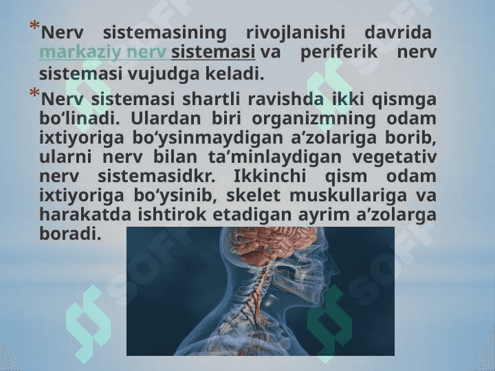 Nerv sistemasi ivolutsiyasi va ontogenezi 5