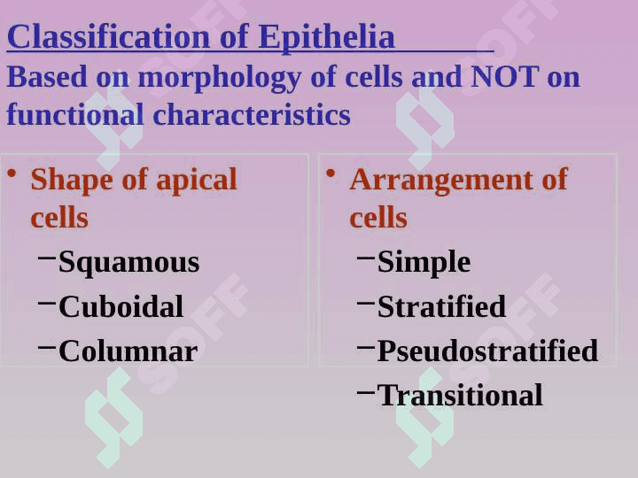 Epitheliume 8