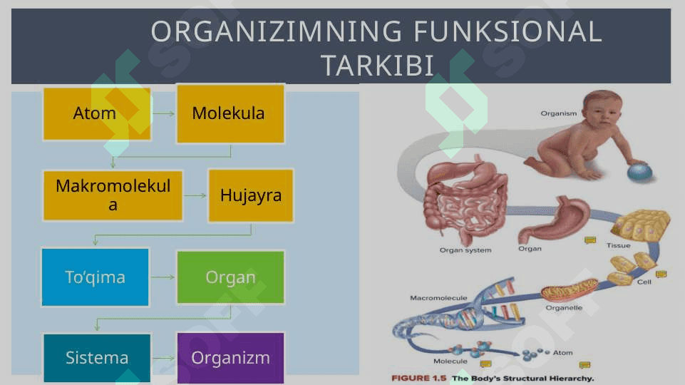 Umumiy fiziologiya 3