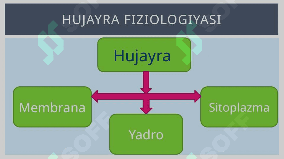 Umumiy fiziologiya 5