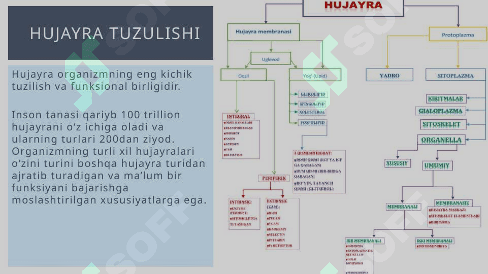 Umumiy fiziologiya 6