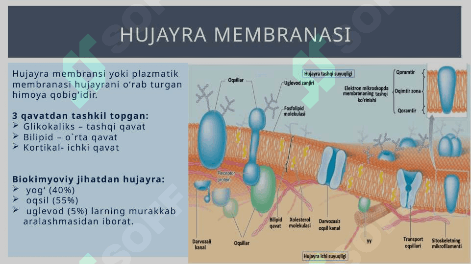 Umumiy fiziologiya 8