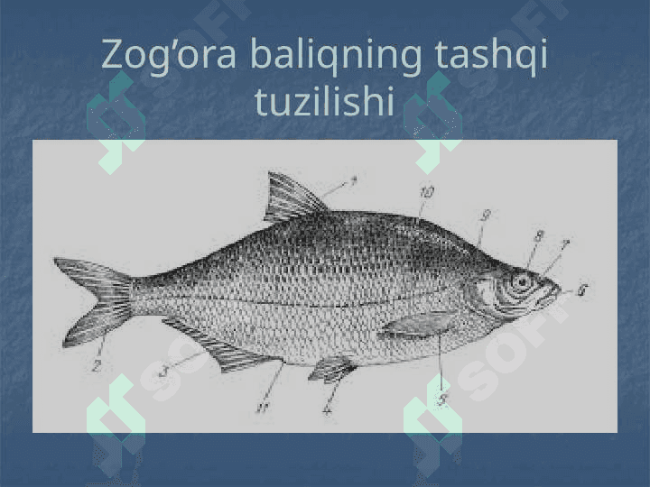 Suyakli baliqlar 8
